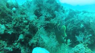 Diving St Andrews Jetty in Panama City Beach FL [upl. by Aleekat]