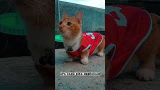 Pamer Jersey Timnas 😼 kucinglucu kucing kucingkakipendek catlover timnas timnasday [upl. by Losyram665]