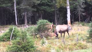 caribou Zoo sauvage de St Félicien 3 [upl. by Tearle]