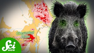 Chernobyls Radioactive Wild Boar Paradox [upl. by Lytsirhc778]