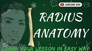 Radius Bone Bangla Demo Superior Extremity Anatomy anatomy prof mbbs viva bones [upl. by Akiem633]