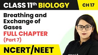 Breathing and Exchange of Gases Full Chapter Explanation Part 7 Class 11 Biology Ch 17 NCERTNEET [upl. by Grimonia]