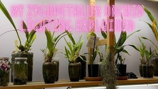 Growing Orchids Indoors My Lighting for Zygopetalum Orchids with tips and tricks [upl. by Ainad]