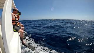 Whale Shark Snorkeling Cancun 81123 [upl. by Possing]