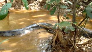 Cobra Sucuri Eunectes murinus em propriedade do Cadastro CCS [upl. by Barraza477]