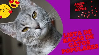 Lista de raças de GATOS populares [upl. by Nage]