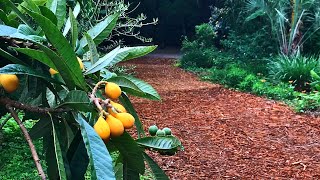 Our Favorite Grafted Loquat Trees Japanese Plums [upl. by Assirok]