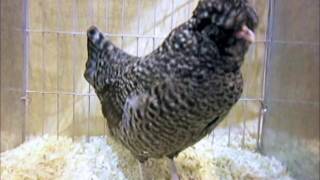 English Araucana bantam cuckoo National Poultry Show UK [upl. by Cruickshank]