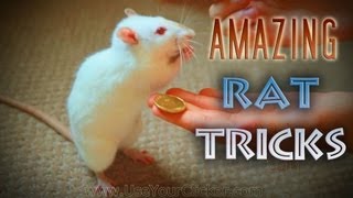 Awesome Amazing Rat Tricks [upl. by Kayla]