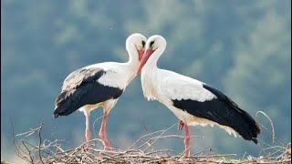 Must watch ❤️❤️Klepetan and Malena unusual bird’s love story that amazed world [upl. by Iretak]