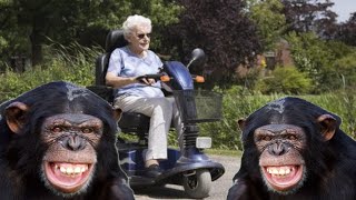 Mobility Mary is harassed by Chimpanzees [upl. by Wawro]