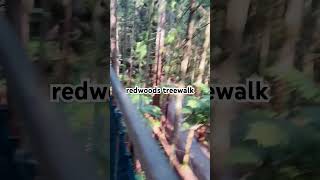 redwoods treewalk [upl. by Deeas456]