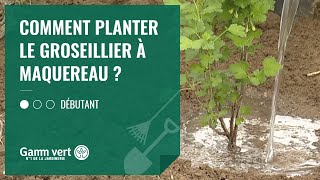 TUTO Comment planter le groseillier à maquereau   Jardinerie Gamm vert [upl. by Kesia198]