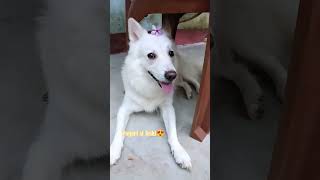 pariyon se pyri si lushi meri😍 like share and subscribe my channel 🐕 [upl. by Jung]