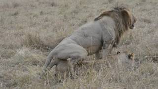 Mating Lions [upl. by Berghoff]