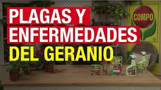 Plagas y enfermedades del geranio  COMPO Jardinería [upl. by Esikram]