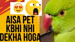 Aisa mitthu kbhi NH dekha hoga Apne 😘☺️❤️🦜 pet petlover ringneck funny most yshorts [upl. by Baumann]