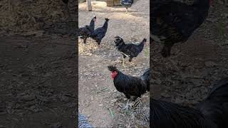 My cousins  Sanjak chickens  Long crowers [upl. by Valoniah]