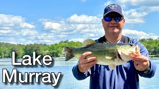 Bass Fishing Lake Murray during the Blueback HerringShad Spawn [upl. by Nemhauser879]