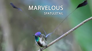 Marvelous Spatuletail hummingbird colibrí beijaflor picaflor peru [upl. by Gaspar]