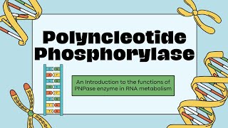 The role of PNPase  polynucleotide phosphorylase [upl. by Gregor709]