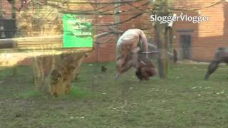 Fighting Bald And Naked Chimpanzees At Zoo [upl. by Good]