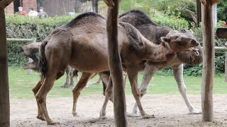 Dromedaris Paring  Dromedary Camel Mating  Pairi Daiza [upl. by Einafit713]