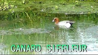 CRI du CANARD SIFFLEUR  Wigeon [upl. by Enia]