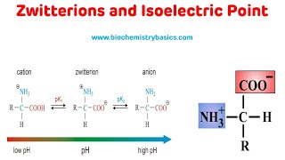 Zwitterions And Isoelectric Point  Isoelectric pH of Amino Acids [upl. by Line]