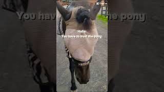 horse horsey equestrian ilovemyhorse getthisviral horselover fypシ゚viral [upl. by Melissa]