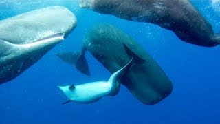 SPERM WHALES ADOPT DEFORMED DOLPHIN [upl. by Atnuahs587]