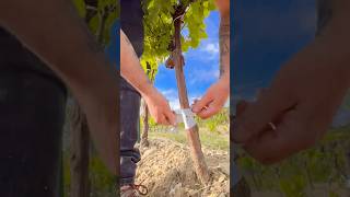 Grafting vines🛡🍇vitigreffe grafting vines vineyard [upl. by Ariuqahs819]