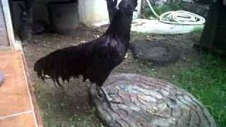 ayam cemani bekisar3GP [upl. by Niltac]