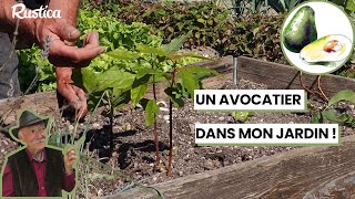 🥑Un avocat dans mon jardin  🌱 [upl. by Piefer]