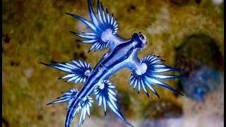 Facts The Blue Sea Dragon [upl. by Carr101]