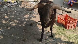 Samelmunda mendha  M FARMING ODISHA viralvideo sheepfarming sheepfarm [upl. by Enyawd]