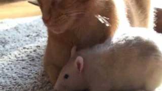 Rat loves cat [upl. by Sugna]