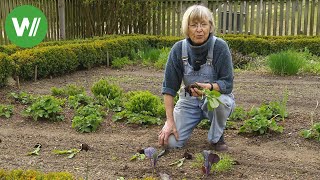 Garten im Mai  Anbautipps für den Gemüsegarten [upl. by Emyle]