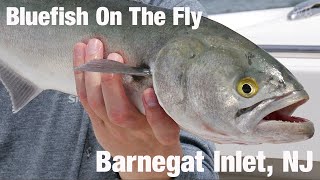 Bluefish On The Fly Barnegat Inlet NJ  Wooly Bugged [upl. by Karr]