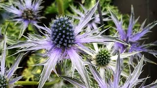 Best Garden Perennials Eryngium Big Blue Sea Holly [upl. by Aleahs]