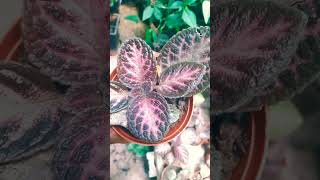 episcia episcias plantas jardin mijardin plantapty [upl. by Tryck]