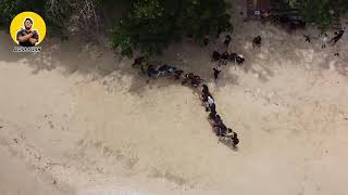 main ular naga bersama kawan kawan di pulau soetan kawasan pesisir selatan sumbar seruh banget [upl. by Anits23]