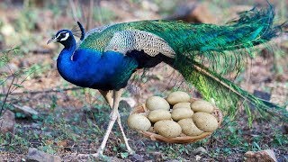 Mom Peacocks Laying Eggs And Hatching To Many Chicks [upl. by Eadie]