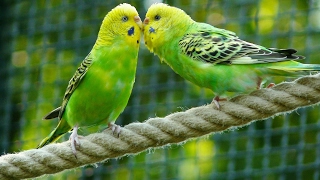 8 Hours Parakeets Chirping Sounds Meditation in Budgies Songs to Reduce stress blood pressure [upl. by Coralyn]