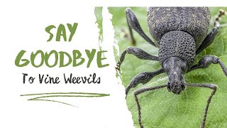 Say Goodbye to Vine Weevils 🌿 [upl. by Nogas]