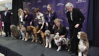 7 New Breeds added to the Westminster Kennel Club Dog Show 2016 [upl. by Nemraciram]