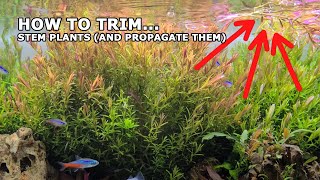 FOOL PROOF Dont Trim Aquarium Stem Plants Until You Watch This Tutorial [upl. by Kcirednek809]