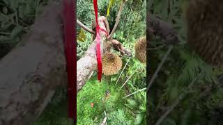 Collecting of Durian fruit shorts reels share nature thailand [upl. by Jago424]