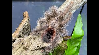 Avicularia huriana Ecuadorian Pink Toe rehouse and care [upl. by Haelam682]