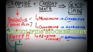 GLYCOLIPIDS  Biochemistry Concepts amp Brief Lipid Classification Cerebrosides Gangliosides etc [upl. by Anemaj90]